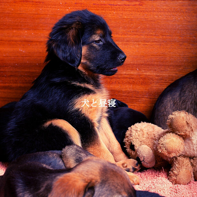 犬と昼寝