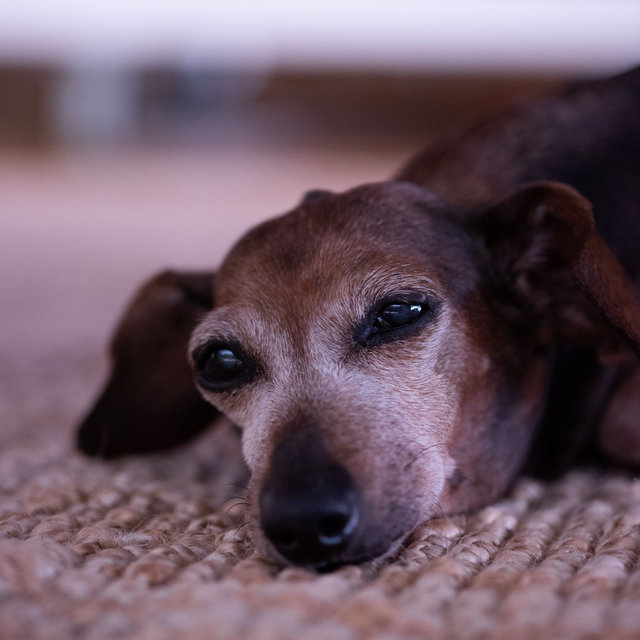 Ambiance for Cute Dogs