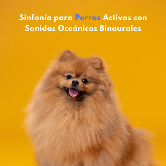 Sinfonía Para Perros Activos Con Sonidos Oceánicos Binaurales