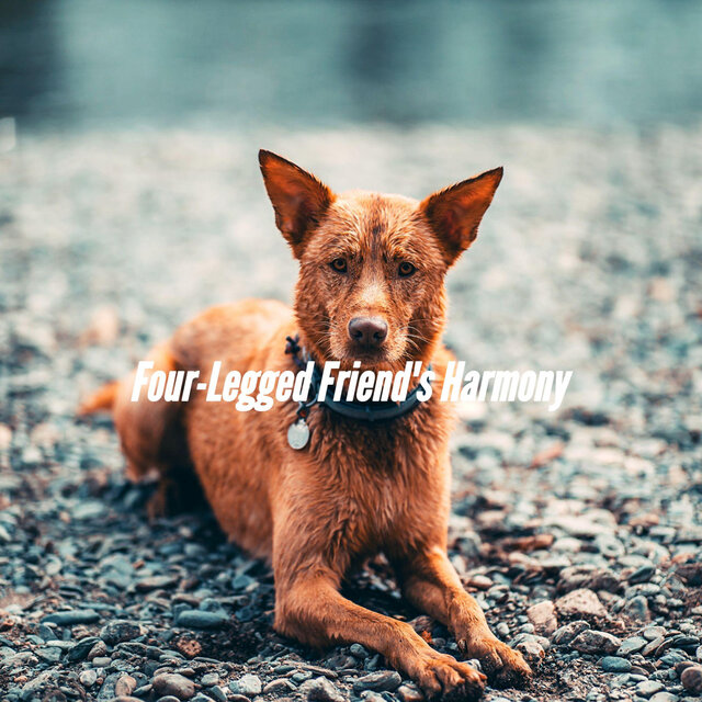 Four-Legged Friend's Harmony
