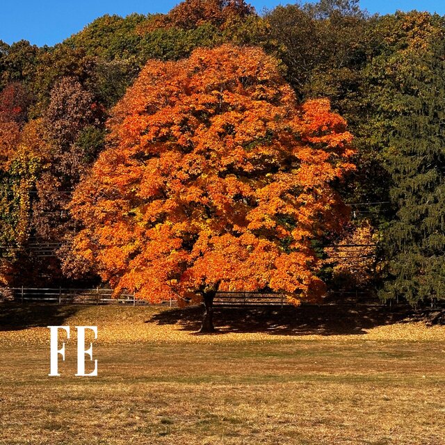 Fe