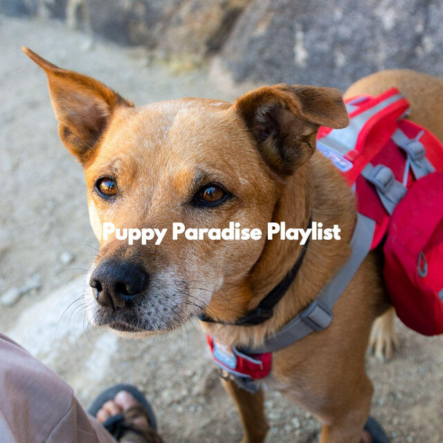 Puppy Paradise Playlist
