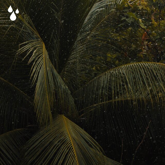 Summer Rain