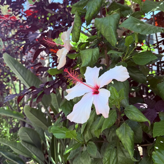 Blossom