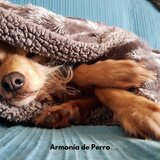 Ladrido de Plenitud de Canción de Cuna