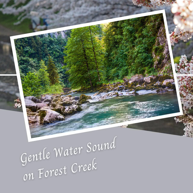 Gentle Water Sound on Forest Creek - 3 Hours