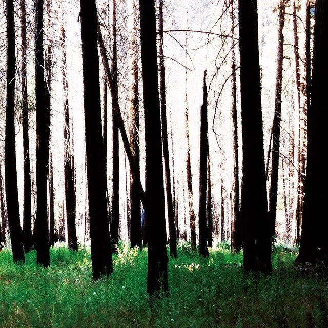 Inside the Trees