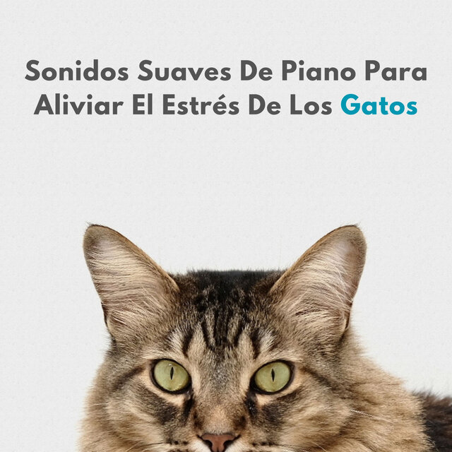 Sonidos Suaves De Piano Para Aliviar El Estrés De Los Gatos