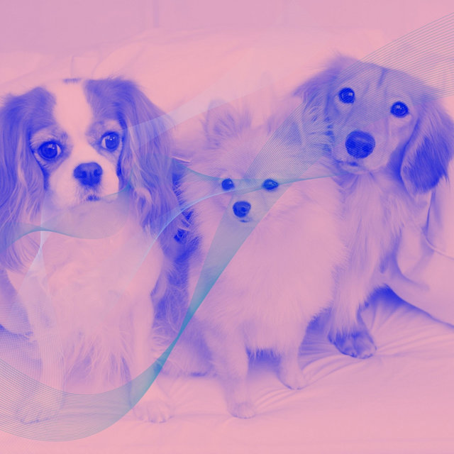 Smart Jazz Violin - Background for Puppy Hikes