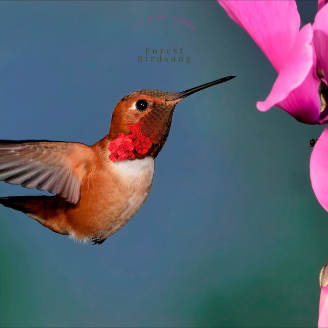 Calming Birds