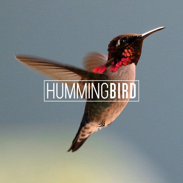 Hummingbird