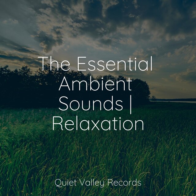 The Essential Ambient Sounds | Relaxation