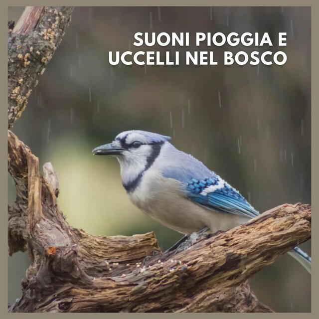 Suoni: Pioggia e Uccelli nel Bosco