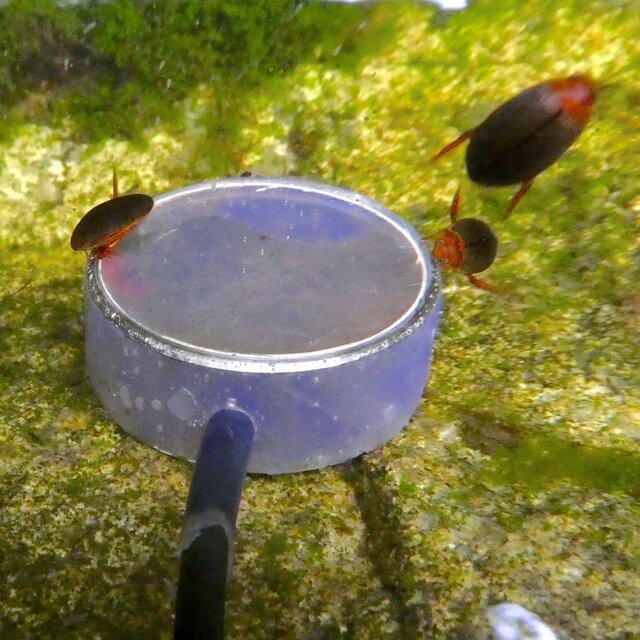 Little Pond Beasts