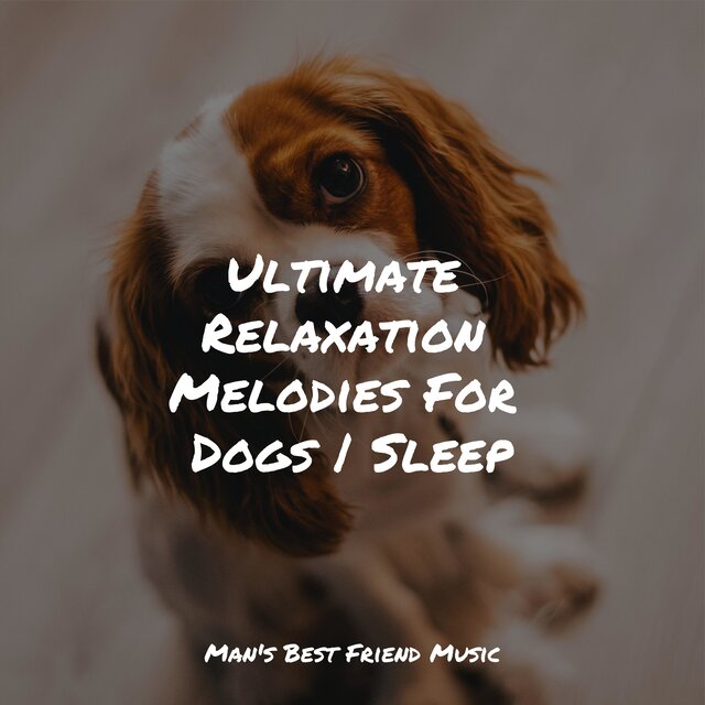 Ultimate Relaxation Melodies For Dogs | Sleep
