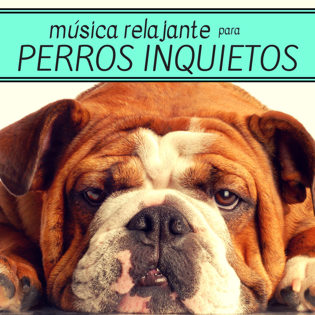 Música Relajante para Perros Inquietos - Tranquiliza a tus Amigos de Cuatro Patas con Esta Música