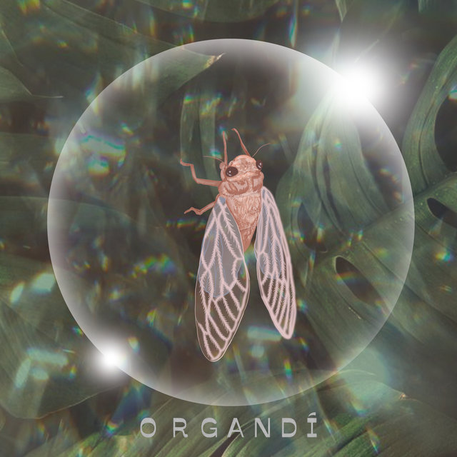 Organdí