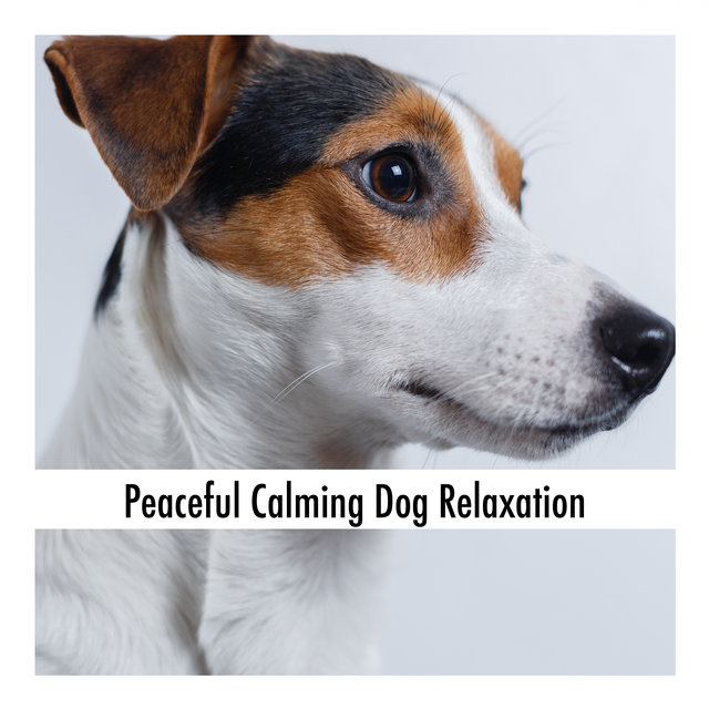 Peaceful Calming Dog Relaxation