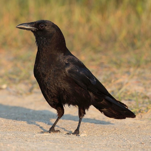 Ravens
