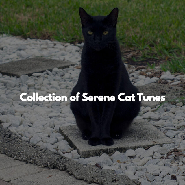 Collection of Serene Cat Tunes