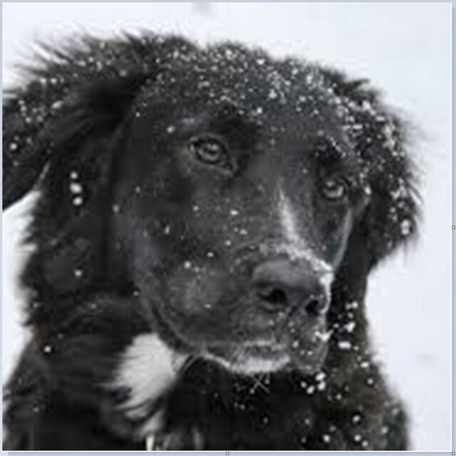 The Black Dog