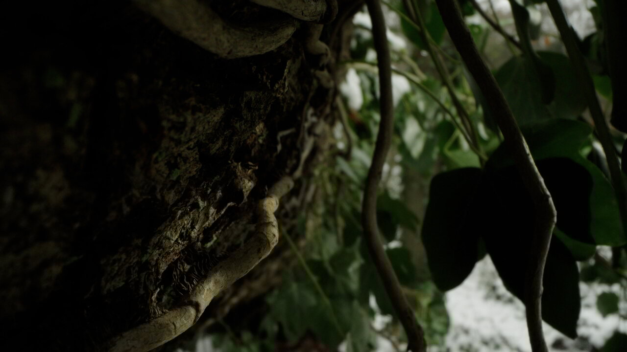 The Tree