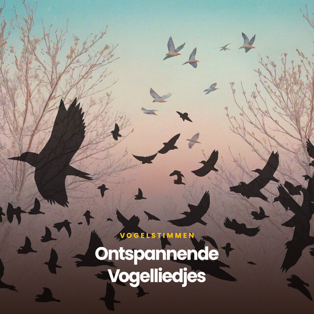 Ontspannende Vogelliedjes