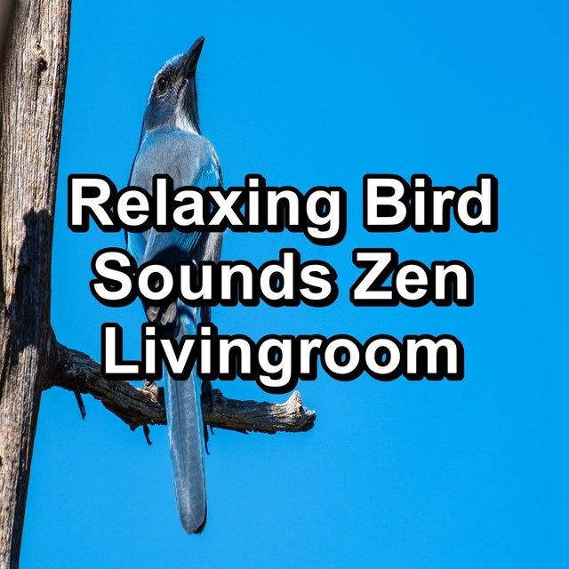 Relaxing Bird Sounds Zen Livingroom