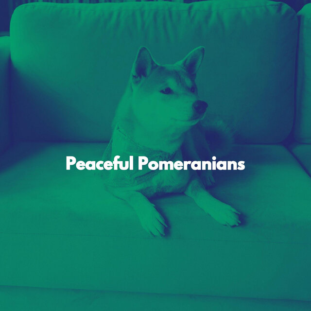 Peaceful Pomeranians