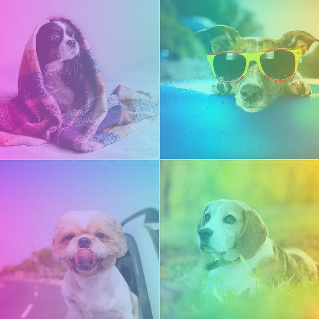 Musica Para Perros Musica Relajante Para Calmar A Tu Perro Musicoterapia Para Perros By Dog Music Dreams On Tidal