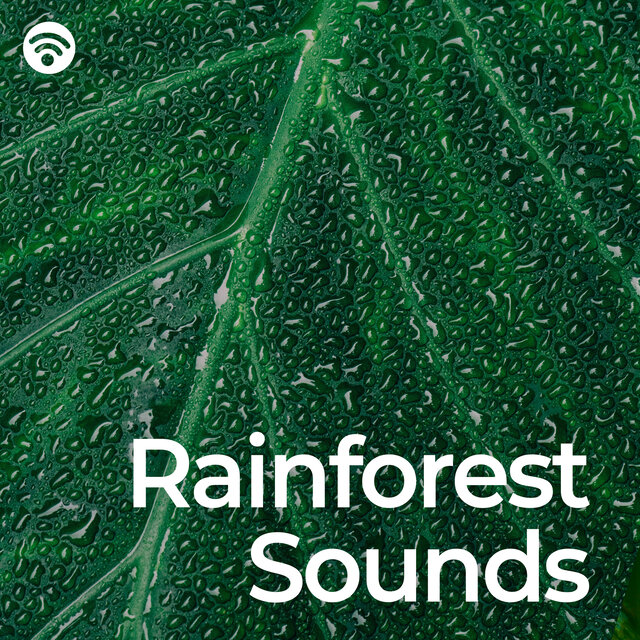 Rainforest Sounds