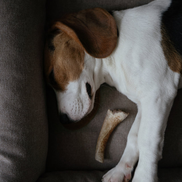 Snoring Dog