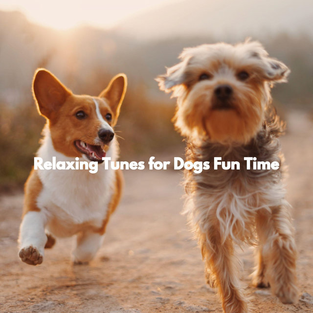Relaxing Tunes for Dogs Fun Time
