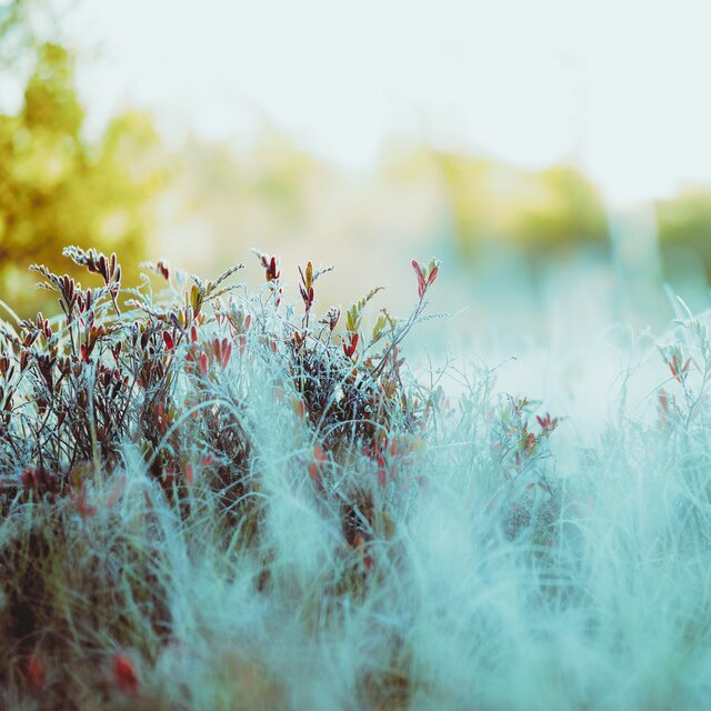Frosted Grass