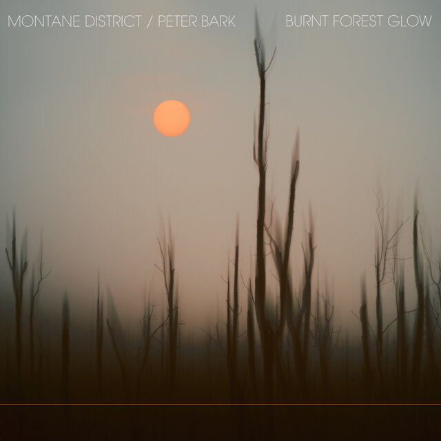 Burnt Forest Glow