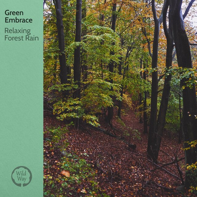 Relaxing Forest Rain
