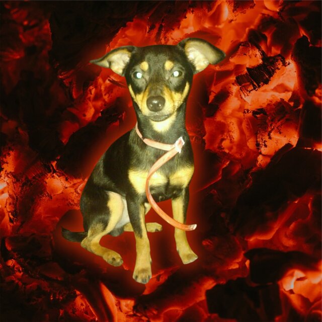 Inferno Dog