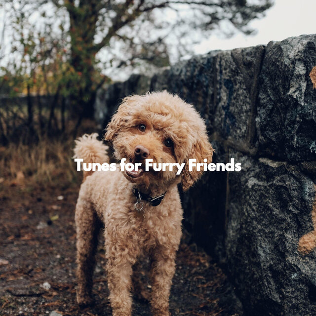 Tunes for Furry Friends