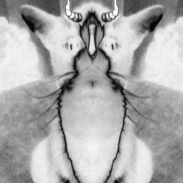 Coo Of A Cat