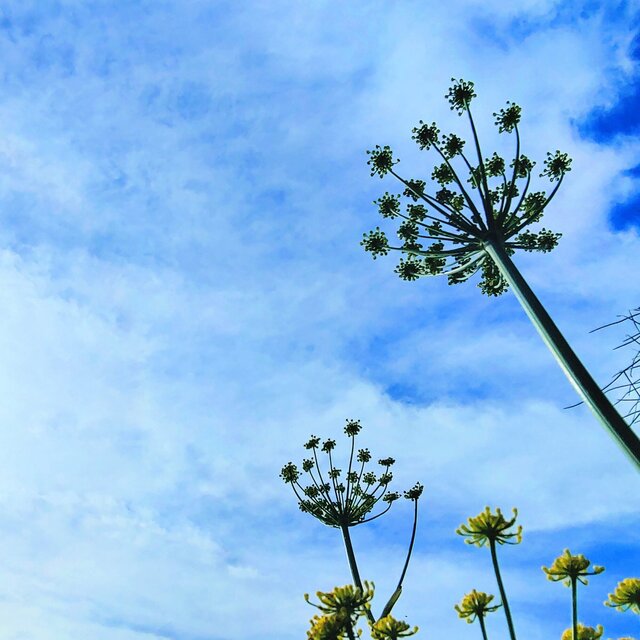 The Sky Gardener