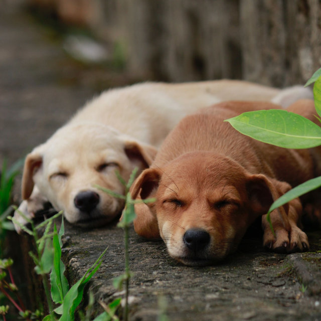 Warm Piano Jazz - Ambiance for Sleepy Pups