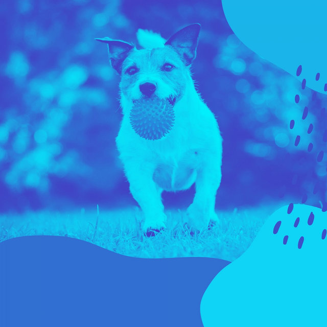 Ambiance for Calming Your Dog