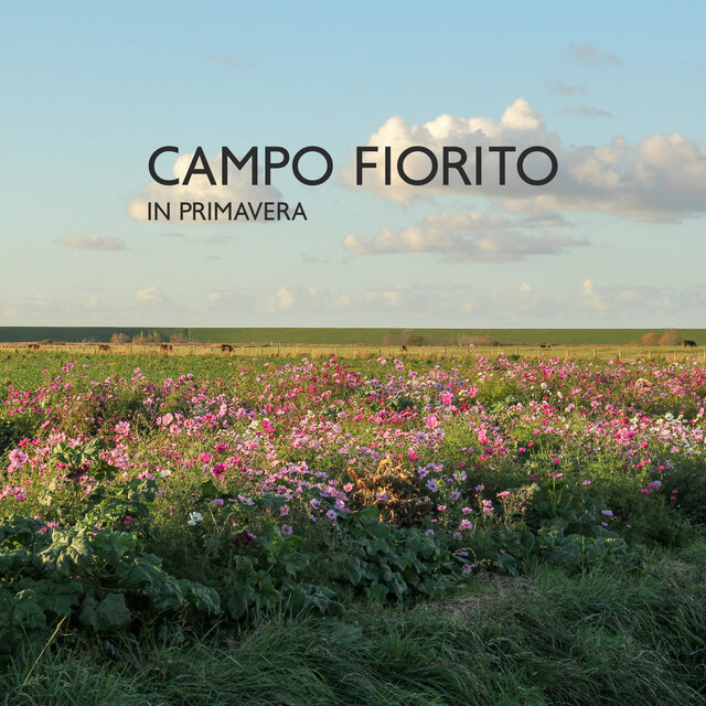 Campo Fiorito In Primavera