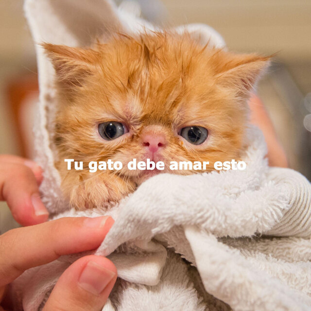 Tu gato debe amar esto