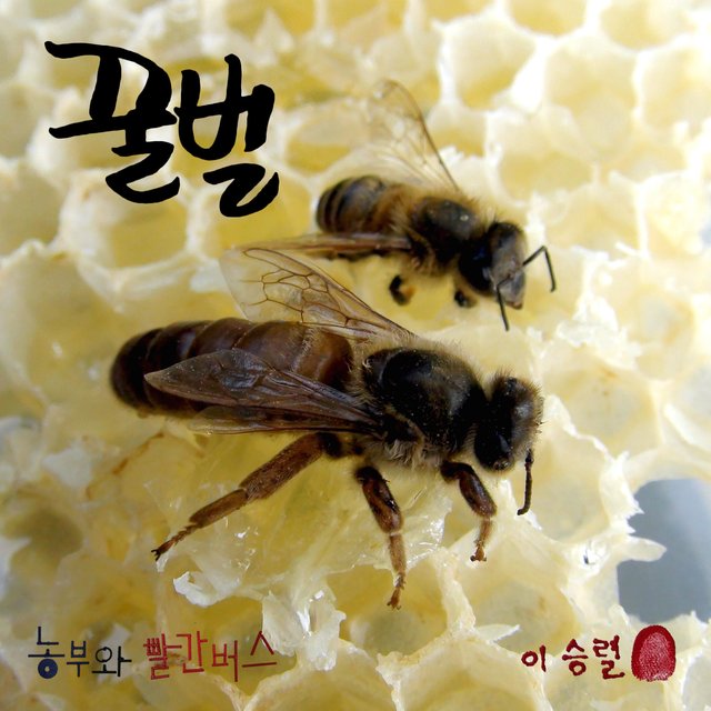 honeybee