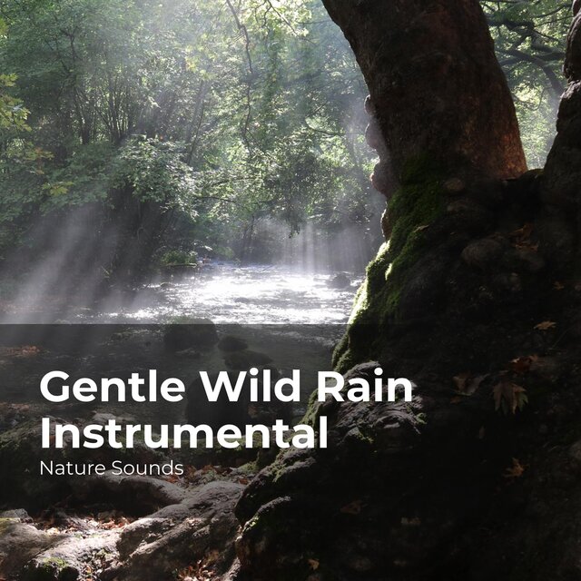 Gentle Wild Rain Instrumental