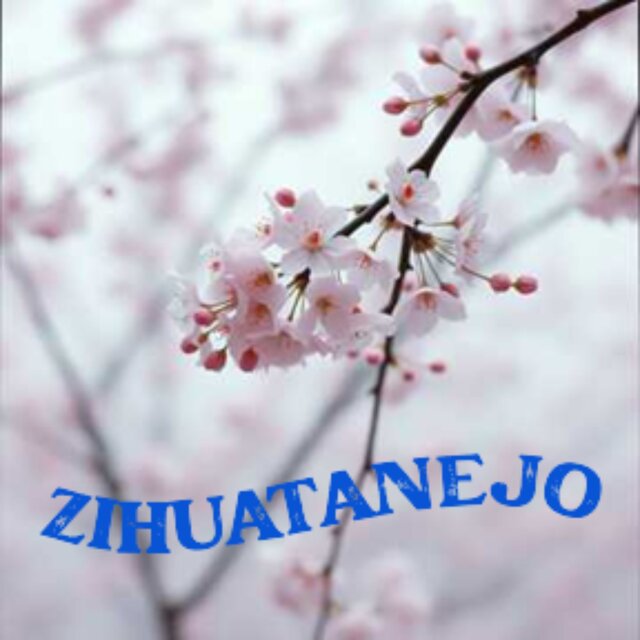 Cherry blossoms bloom