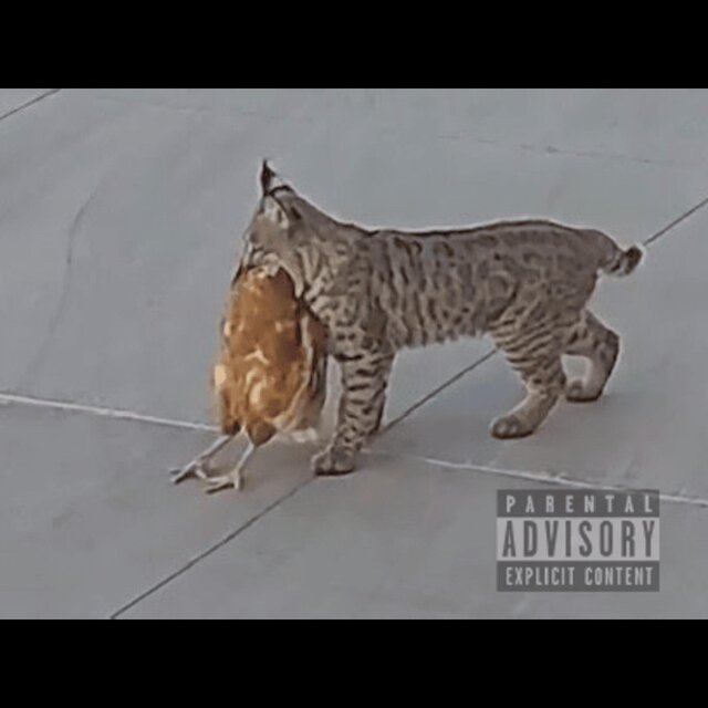 Bobcats (feat. Pfeezy)