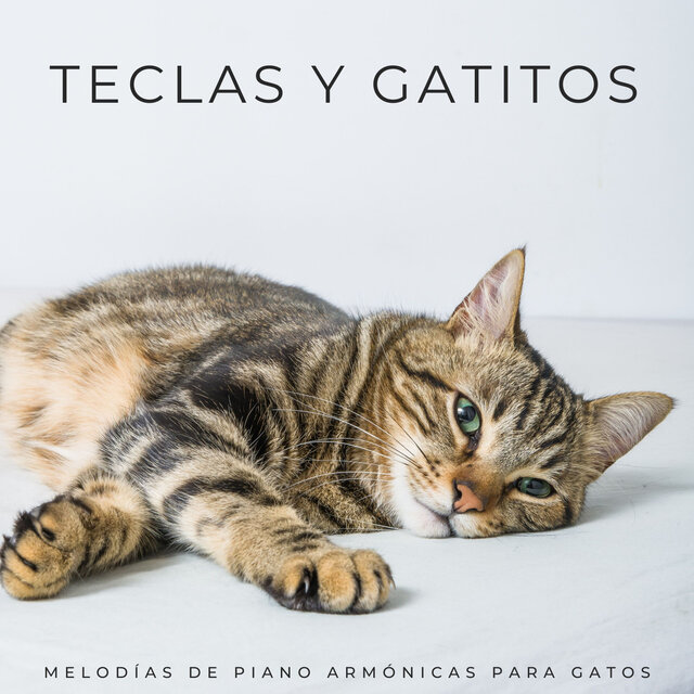 Teclas Y Gatitos: Melodías De Piano Armónicas Para Gatos