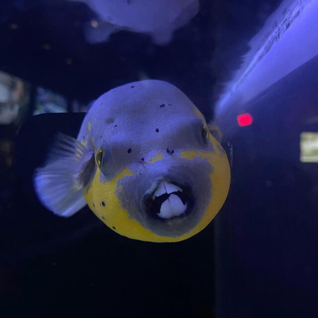 Do A Little Dance Underwater, Fall Asleep